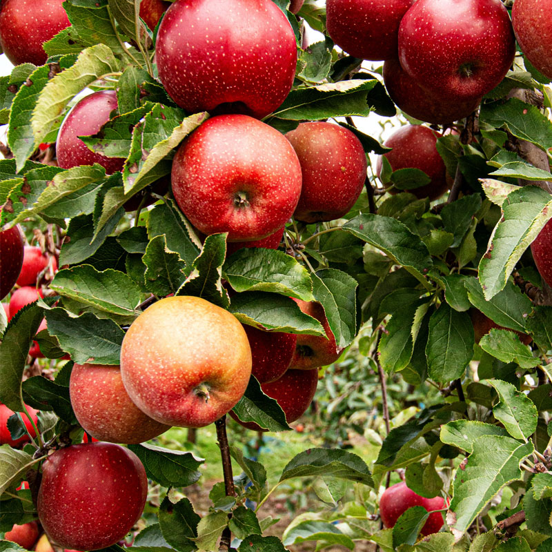 Orchards around Saugatuck - Wickwood Inn