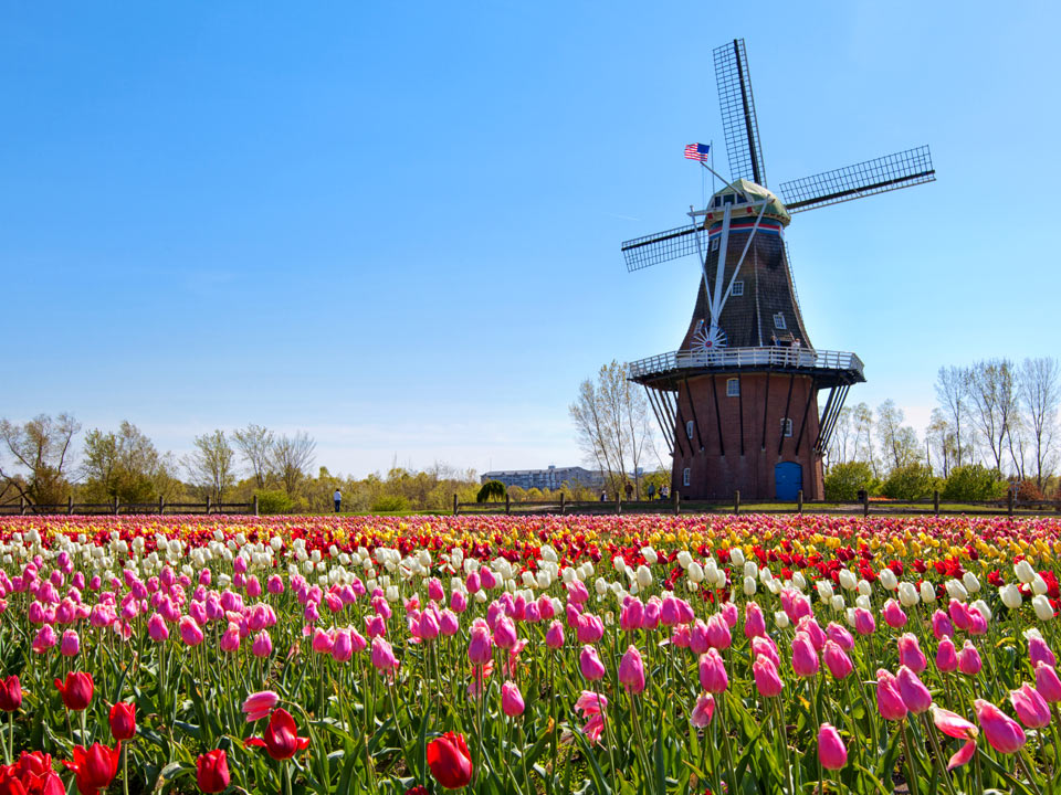 Saugatuck and Holland Tulip Festival - Wickwood Inn