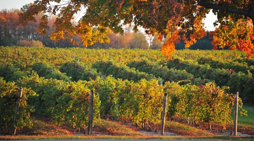 An autumn morning at Fennville vineyard