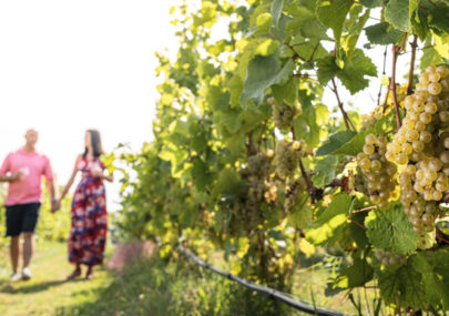 Couple walking through the vineyard at Fennville