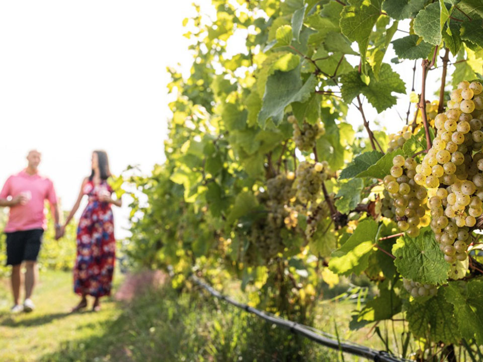 Couple walking through the vineyard at Fennville